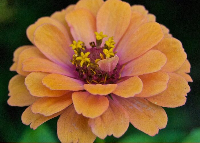 Annual Greeting Card featuring the photograph Orange Zinnia_9475_4267 by Michael Peychich