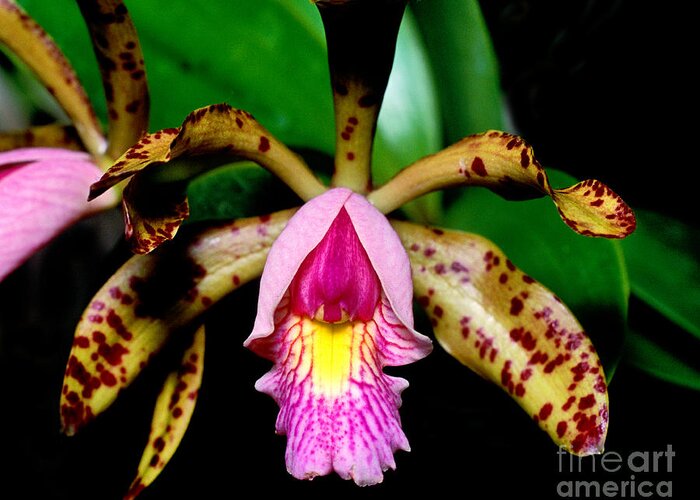Orchid Greeting Card featuring the photograph Orchid 18 by Terry Elniski