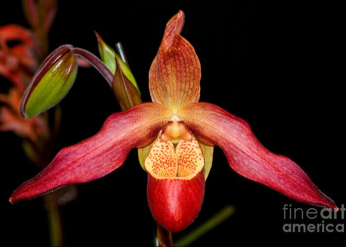 Orchid Greeting Card featuring the photograph Orchid 26 by Terry Elniski