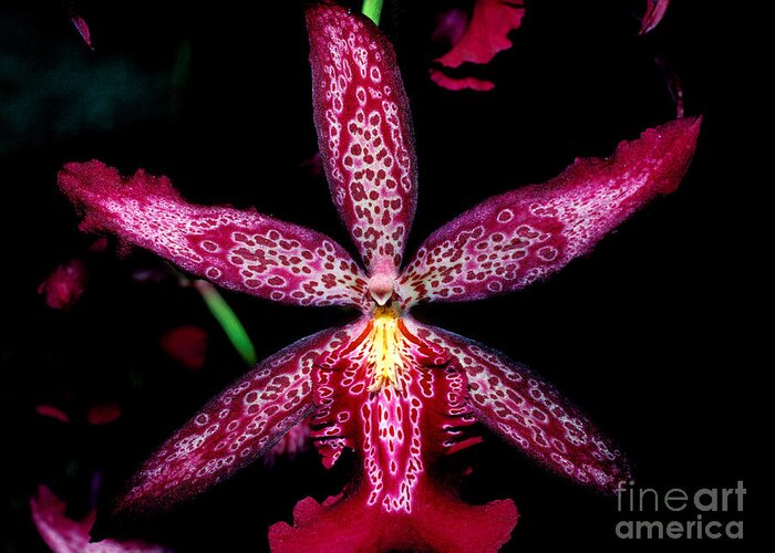 Orchid Greeting Card featuring the photograph Orchid 4 by Terry Elniski