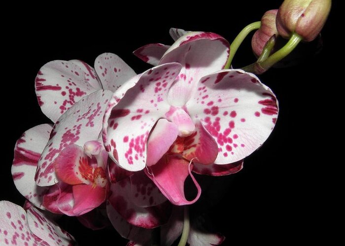 Orchid Greeting Card featuring the photograph Orchid beauties by Kim Galluzzo