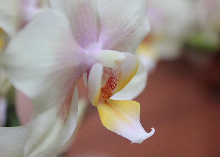 Art Greeting Card featuring the photograph Orchid II by Kelly Hazel
