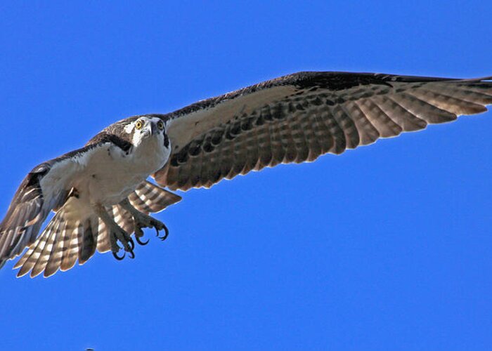 Osprey Greeting Card featuring the photograph Osprey flight by Larry Nieland