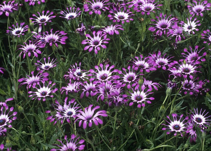 Horticulture Greeting Card featuring the photograph Osteospermum Cannington John by Adrian Thomas