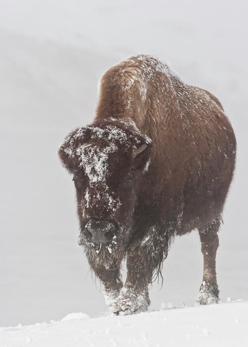 Bison Buffalo American Endangered Species Extinction Recovery Yellowstone Snow Cold Frost Ice Winter Greeting Card featuring the photograph Out of the Fog by D Robert Franz