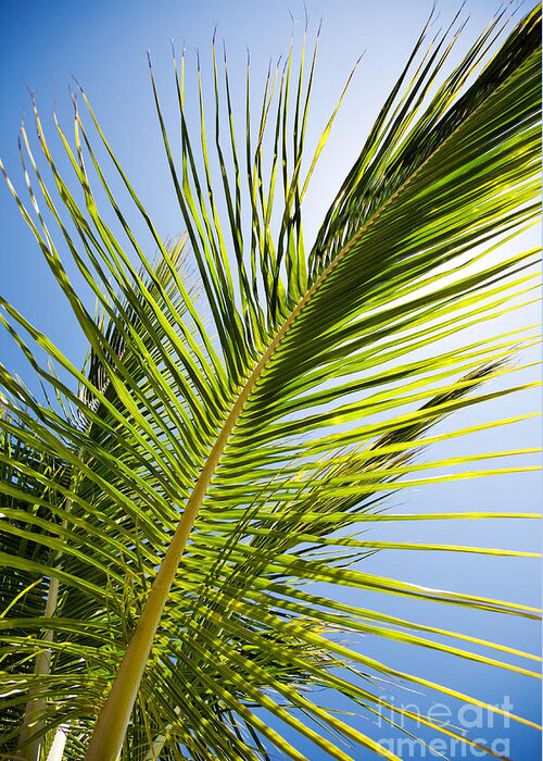 Palm Greeting Card featuring the photograph Palm tree by Kati Finell
