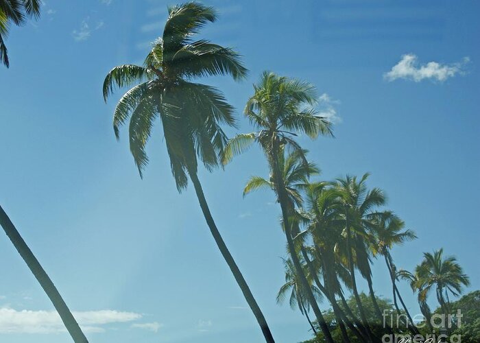 Palm Trees Greeting Card featuring the photograph Palm Trees by Yumi Johnson