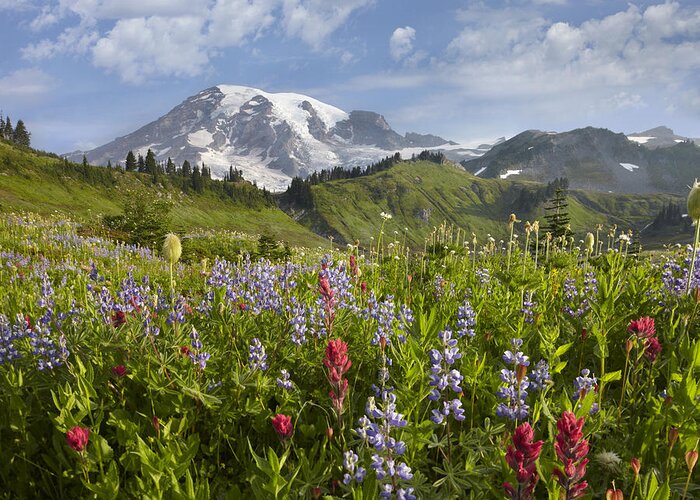 00437809 Greeting Card featuring the photograph Paradise Meadow And Mount Rainier Mount by Tim Fitzharris