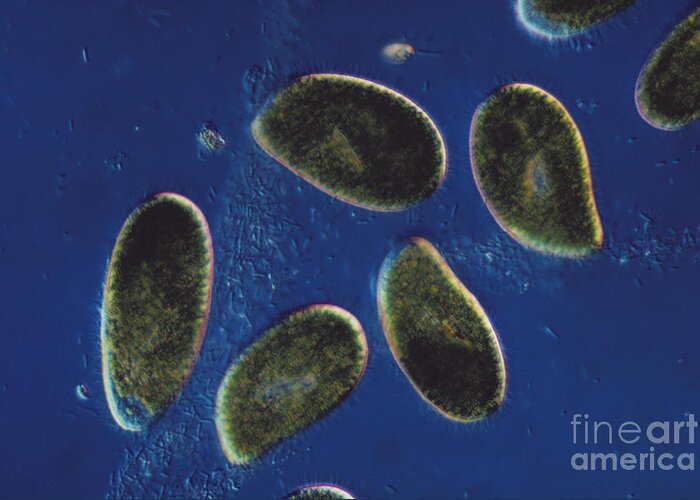 Science Greeting Card featuring the photograph Paramecium Bursaria Lm by Eric V. Grave