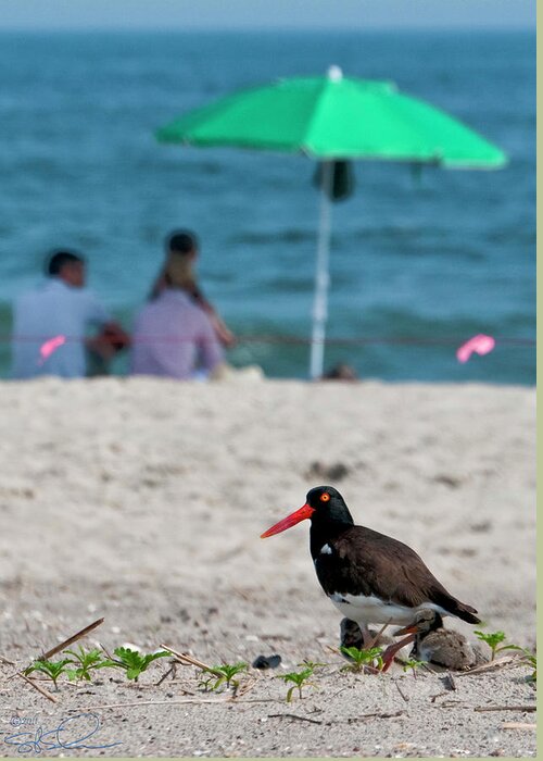 Oyster Catcher Greeting Card featuring the photograph Parenting on a Beach by S Paul Sahm