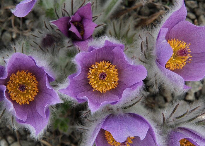 Pasque Flower Greeting Card featuring the photograph Pasque Flower by Doris Potter