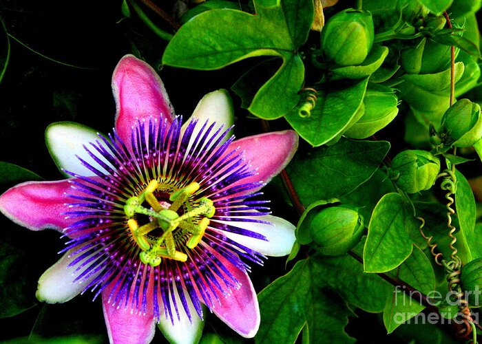 Ornamental Greeting Card featuring the photograph Passion Flower by C Nakamura