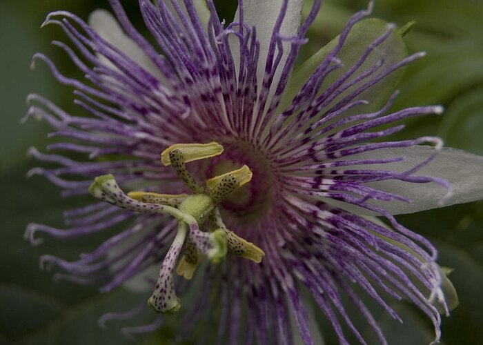 Passion Flower Greeting Card featuring the photograph Passion Flower by Margaret Denny