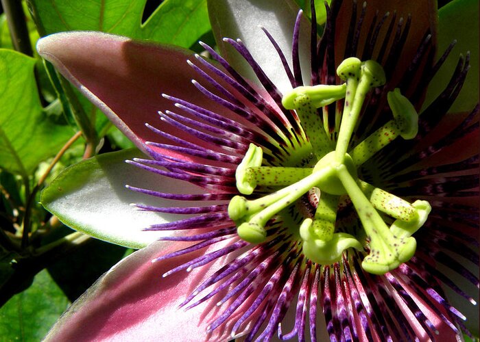 Passion Flower Greeting Card featuring the photograph Passionate Peeks by Kim Galluzzo