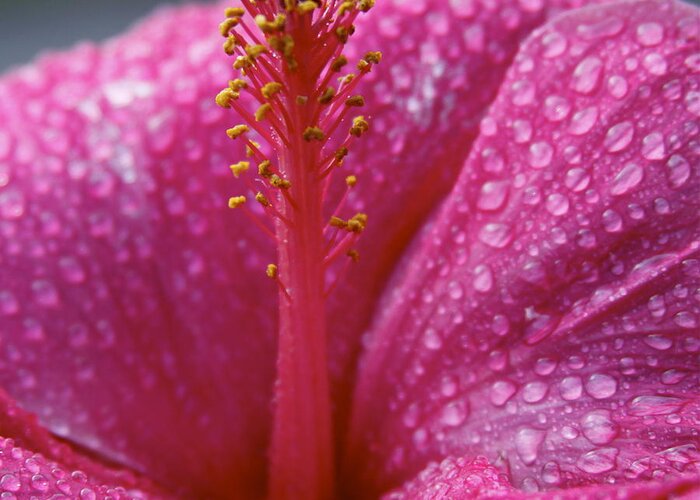 Hibiscus Greeting Card featuring the photograph Passionate Pink Hibiscus by Karon Melillo DeVega