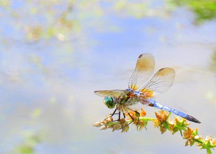 Animals Greeting Card featuring the photograph Pastel Dragonfly by Deborah Smith