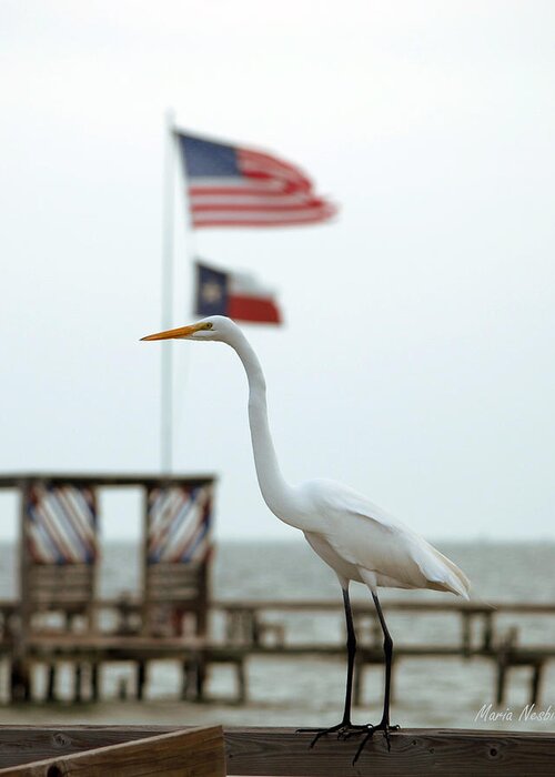 Bird Greeting Card featuring the photograph Patriotic by Maria Nesbit