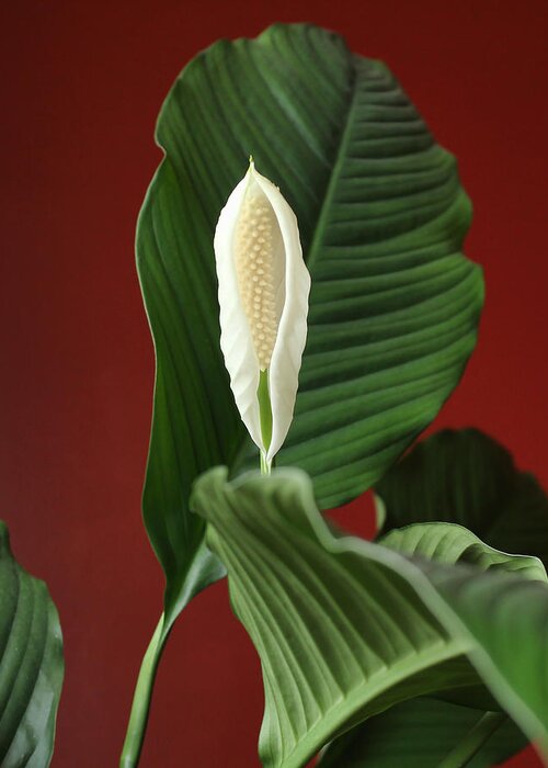 Flower Greeting Card featuring the photograph Peace Lily 2 by Peter Chilelli