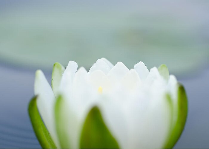 Water Lily Greeting Card featuring the photograph Peace by Margaret Pitcher