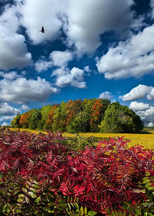 Horizons Greeting Card featuring the photograph Peace of Mind by Phil Koch