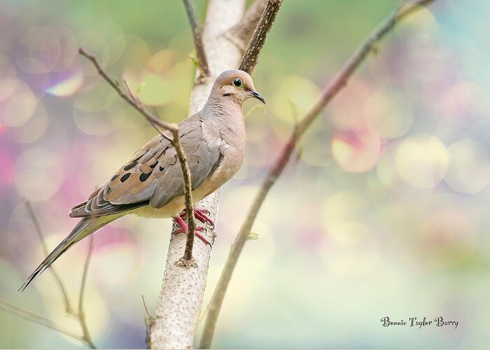 Mourning Dove Greeting Card featuring the photograph Peaceful Mourning Dove by Bonnie Barry