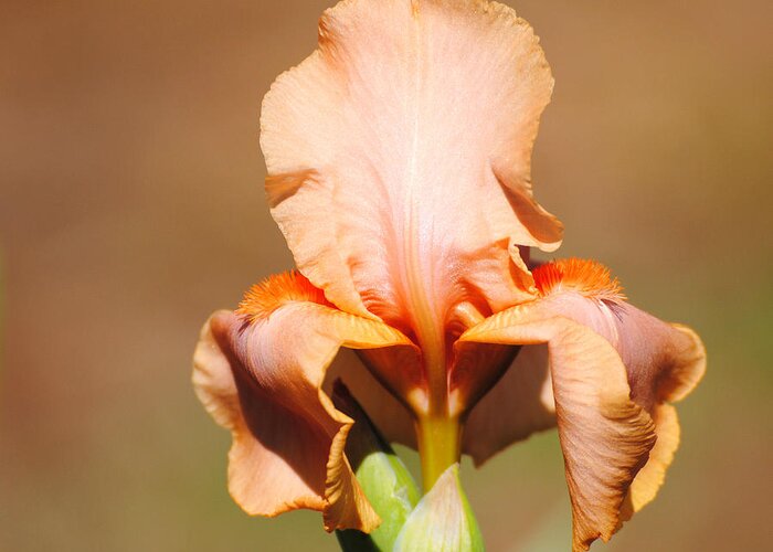 Beautiful Iris Greeting Card featuring the photograph Peach Iris Flower by Jai Johnson