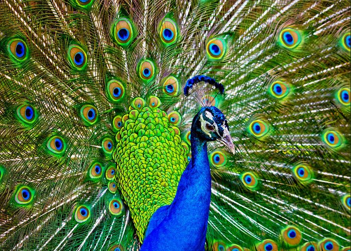 Peacock Greeting Card featuring the photograph Peacock Display by Mark Andrew Thomas