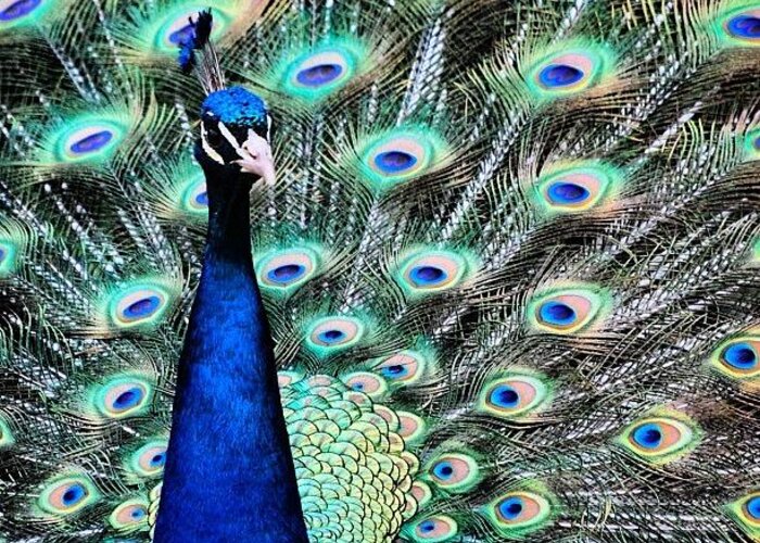 Peacock Greeting Card featuring the photograph Peacock In Kingwood Center, Mansfield by Robert Bogan