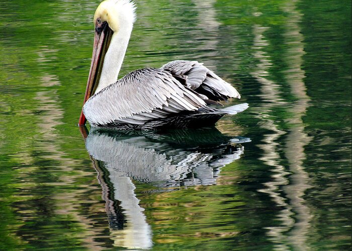 Nature Greeting Card featuring the photograph Pelican Reflecting by Judy Wanamaker