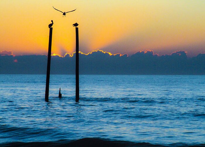 Seascape Greeting Card featuring the photograph Pelicans by Andrew Giovinazzo
