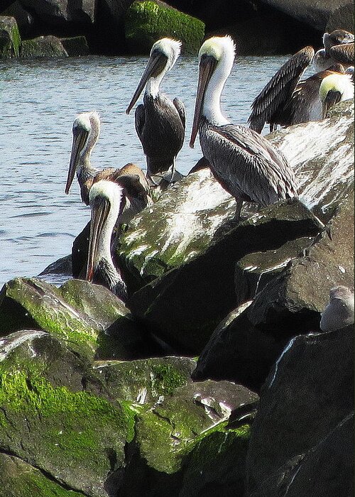 Pelicans Greeting Card featuring the photograph Pelicans at Hammond by Steven A Bash