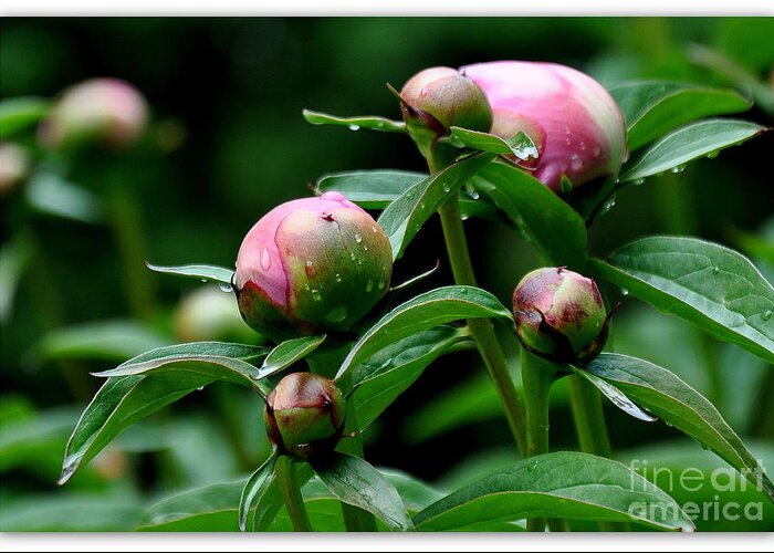 Peony Greeting Card featuring the photograph Peony Buds by Tatyana Searcy