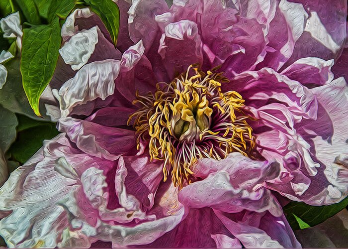 Peony Greeting Card featuring the photograph Peony by Celso Bressan