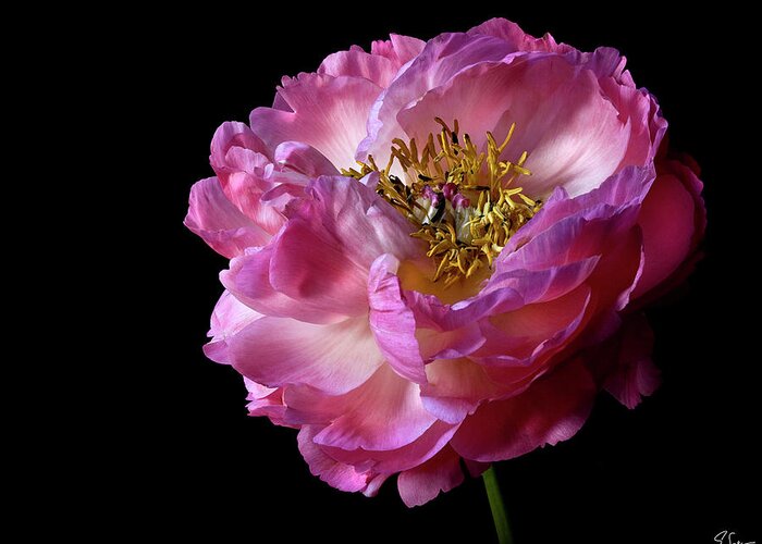 Flower Greeting Card featuring the photograph Peony by Endre Balogh