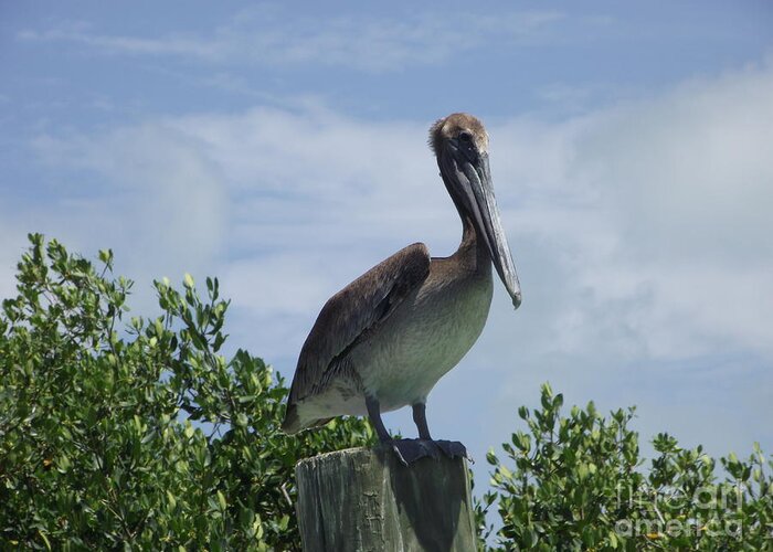 Florida Key Pelican Greeting Card featuring the photograph Perched Pelican by Michelle Welles