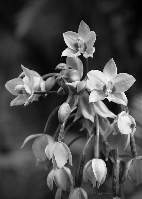 Orchid Greeting Card featuring the photograph Philippine Orchids in Black and White by Kerri Ligatich