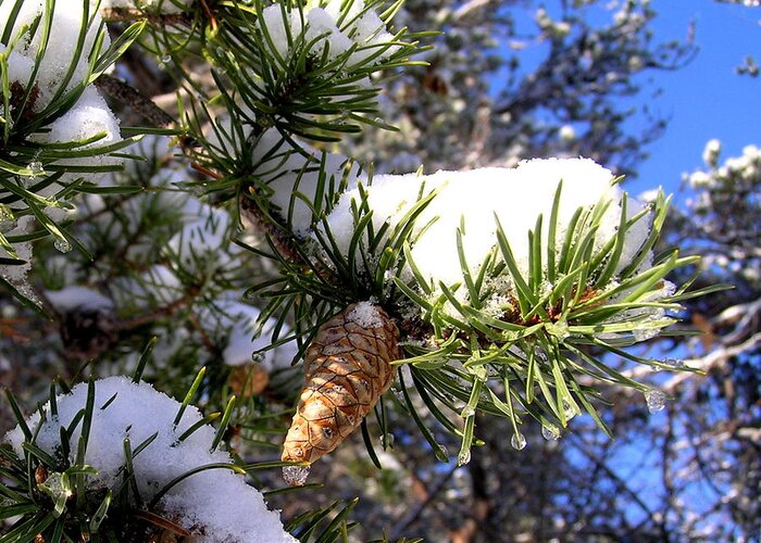 Winter Scene Greeting Card featuring the photograph Pine Cone in Winter by Peter DeFina