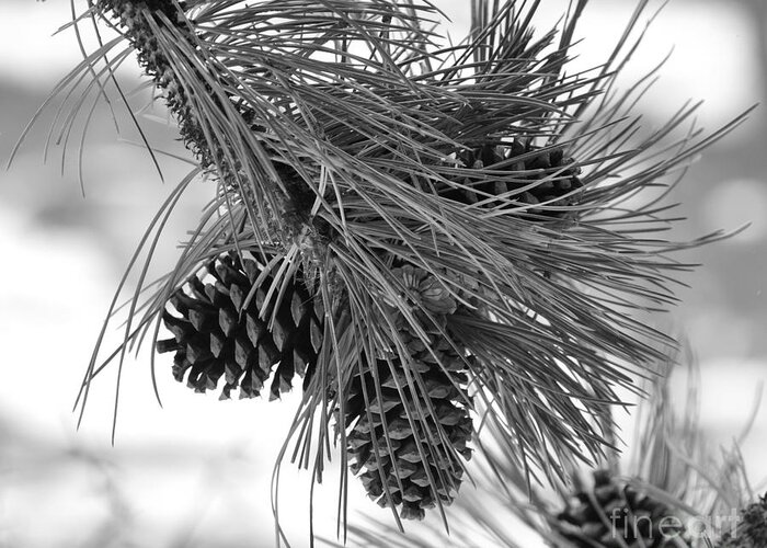 Pine Cones Greeting Card featuring the photograph Pine Cones by Dorrene BrownButterfield