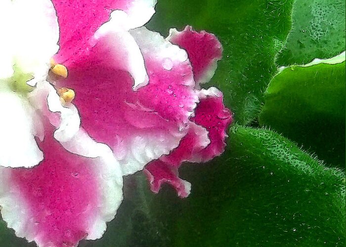 African Violets Greeting Card featuring the photograph Pink African Violets and Leaves by Nancy Mueller