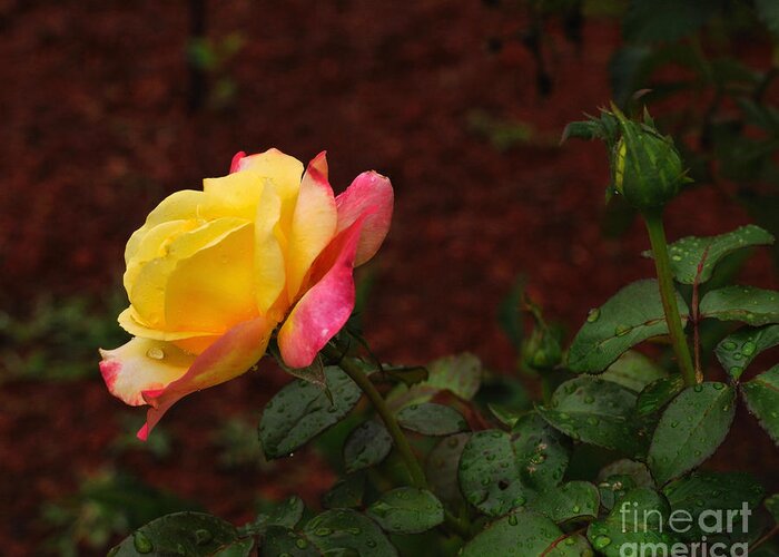 Rose Greeting Card featuring the photograph Pink and Yellow Rose 6 by Edward Sobuta