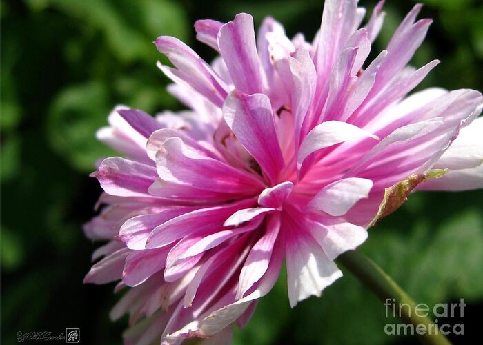 Anemone Greeting Card featuring the photograph Pink Anemone from the St Brigid Mix by J McCombie