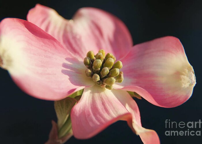 Dogwood Greeting Card featuring the photograph Pink Dogwood by Jack Schultz