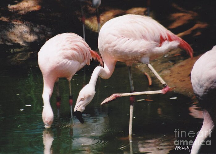 Pink Flamingos Greeting Card featuring the photograph Pink Flamingos by Susan Stevens Crosby