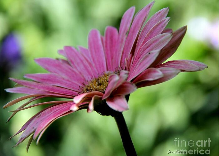 Pink Greeting Card featuring the photograph Pink Garbera Daisy by Yumi Johnson