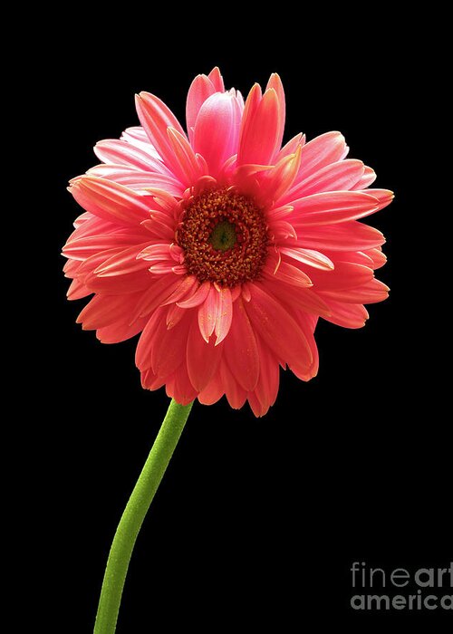 Kate Mckenna Greeting Card featuring the photograph Pink Gerbera by Kate McKenna