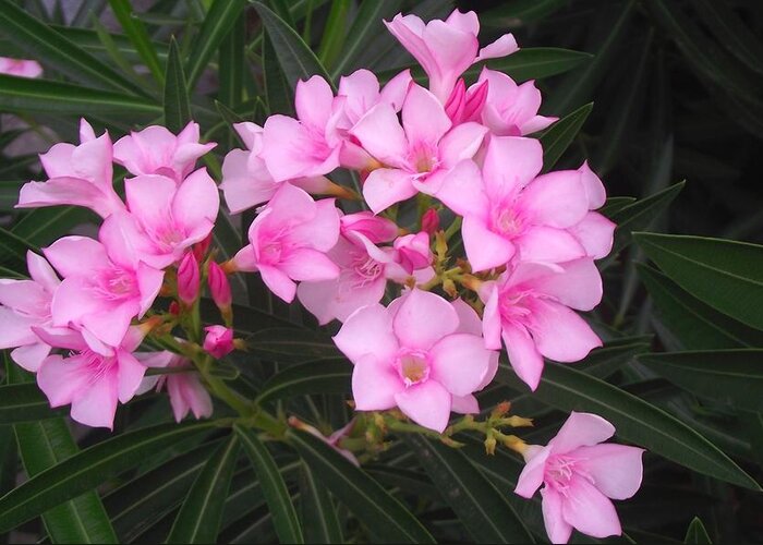 Oleander Greeting Card featuring the photograph Pink Lady 5 by Jayne Kerr 