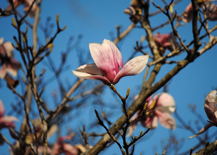 Flower Greeting Card featuring the photograph Pink Magnolia Flower by Jai Johnson
