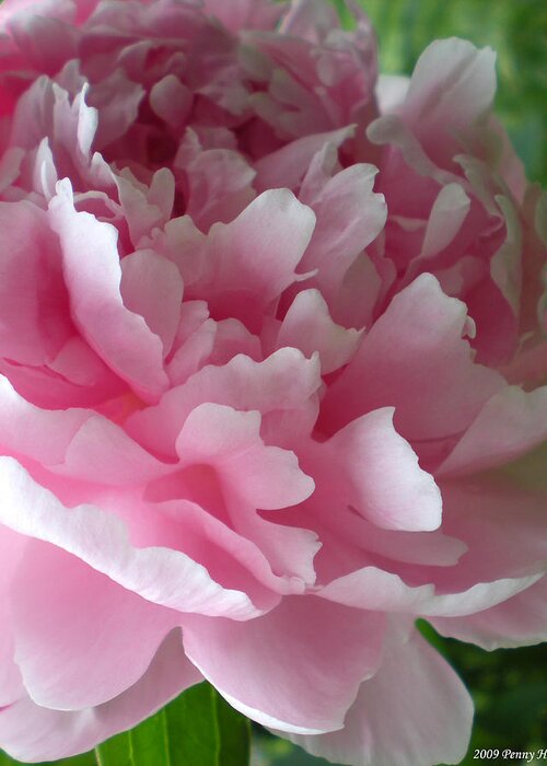 Peony Greeting Card featuring the photograph Pink Peony by Penny Hunt