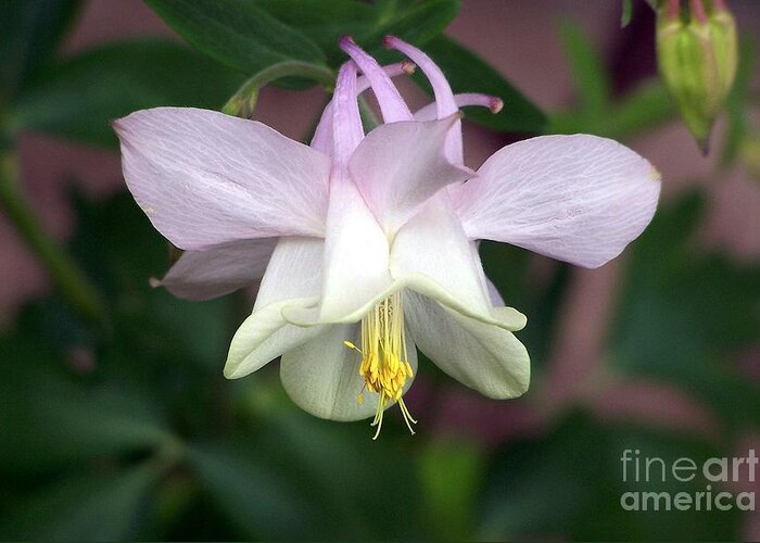 Columbine Greeting Card featuring the photograph Pink Perfection by Dorrene BrownButterfield
