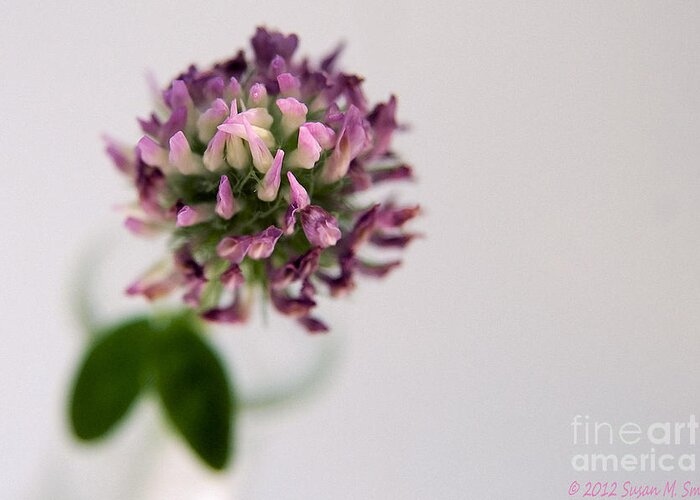 Flower Greeting Card featuring the photograph Pink Perspective by Susan Smith